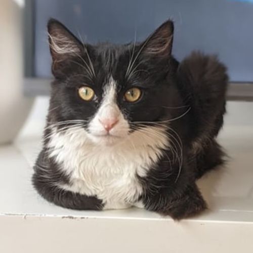 Ziggy - Located in Pascoe Vale sth