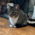 Photo of Olympia And Lisa **2nd Chance Cat Rescue**
