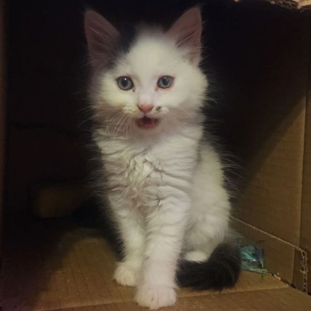 Photo of Snowball ☃️