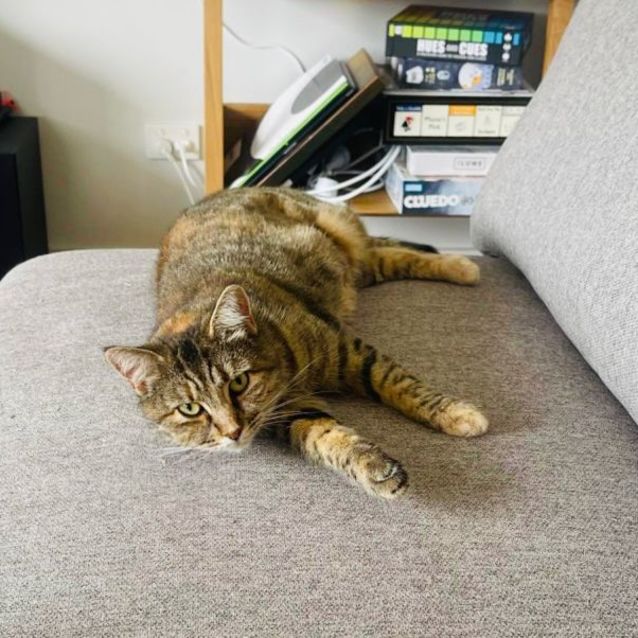 Photo of Sweetheart Juniper