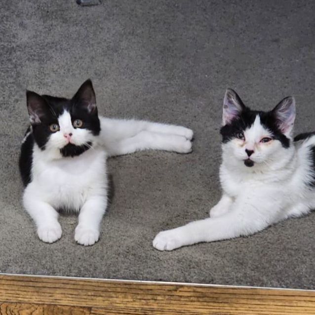 Photo of Oreo