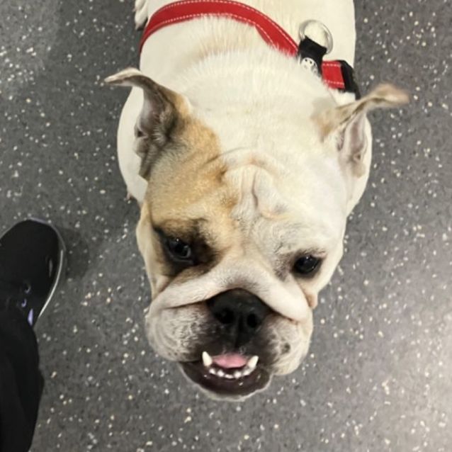 Photo of Marshmallow 