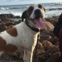 Photo of Angel ~ 3yr Old Catahoula X (24/1/22pending Adopt)