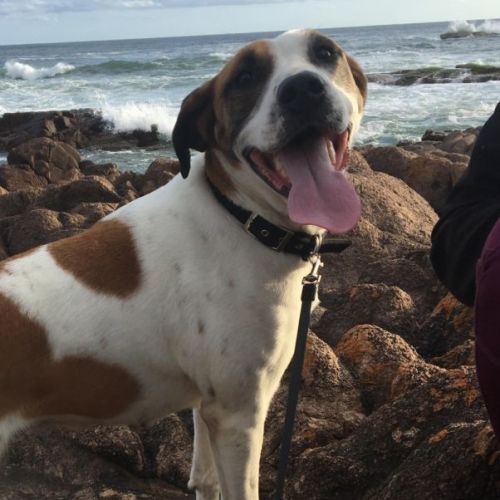 Angel ~ 3yr Old Catahoula X (24/1/22pending adopt)