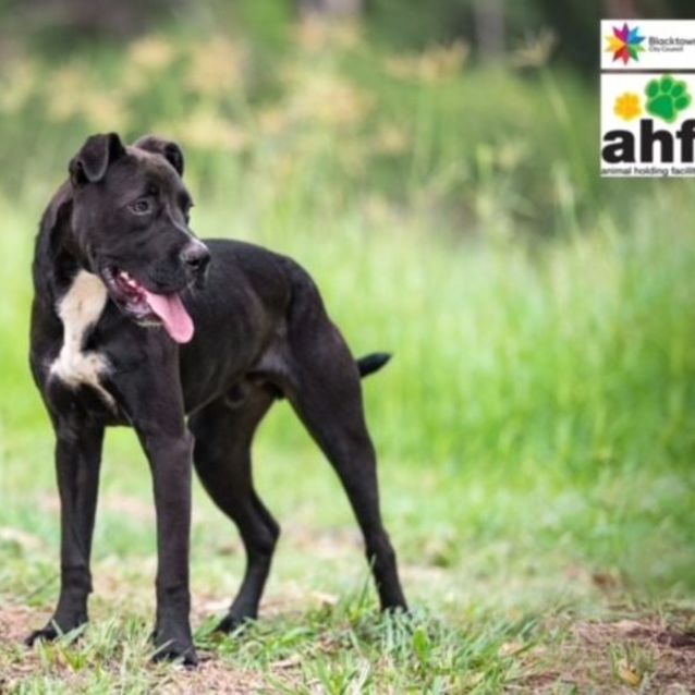 Photo of Panther (Imp No. 1710)