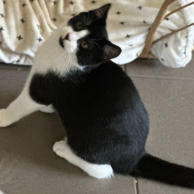 Photo of Mickey 🐈‍⬛