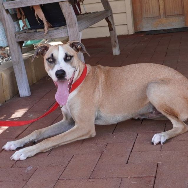 Photo of Milo