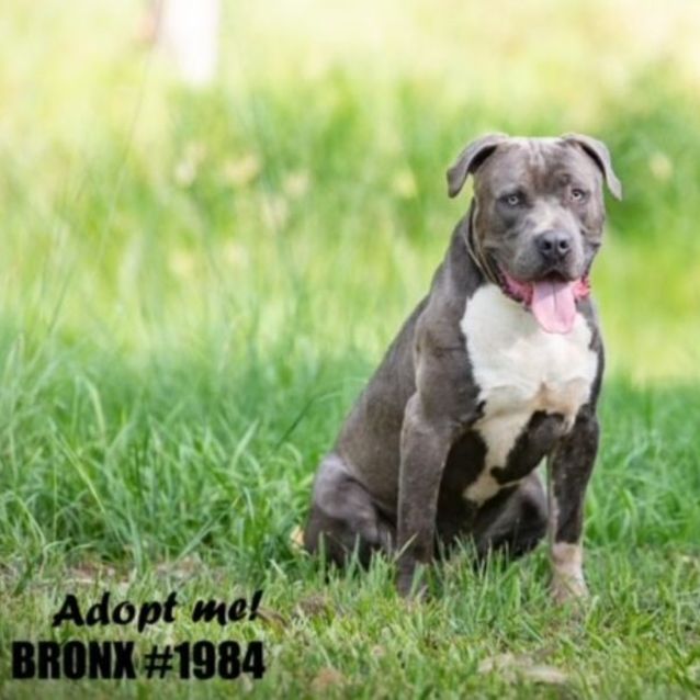 Photo of Bronx (Imp No. 1984)