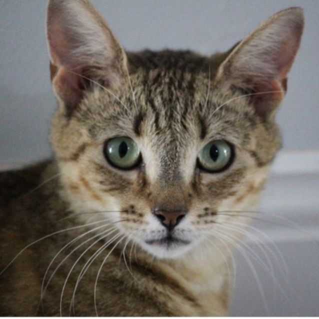 Photo of Gaia 1 Year Old Female Cat (On Trial 08/08/2022)