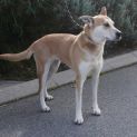 Photo of Indi