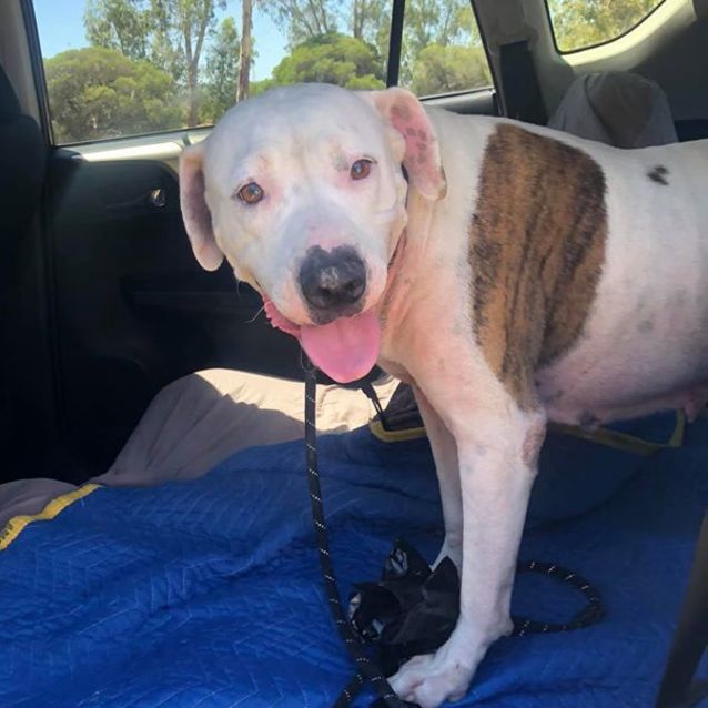 Photo of Honey Dl2348