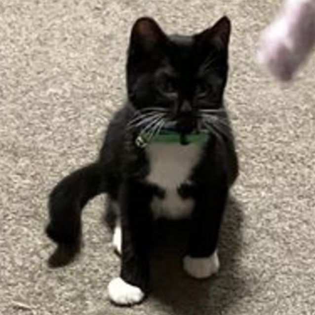 Photo of Tux