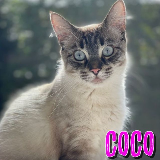 Photo of Coco