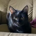 Photo of Fergus