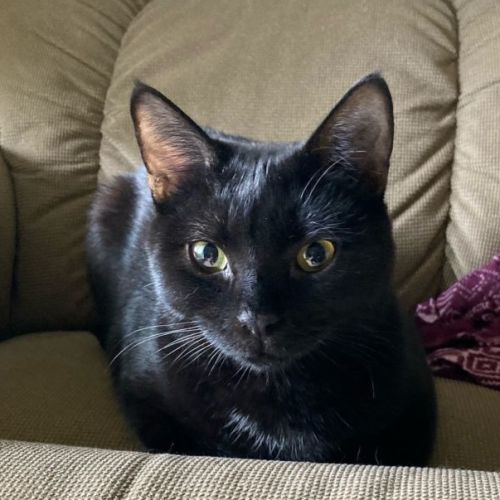 Fergus