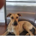 Photo of Rocky (Now On Adoption Trial)