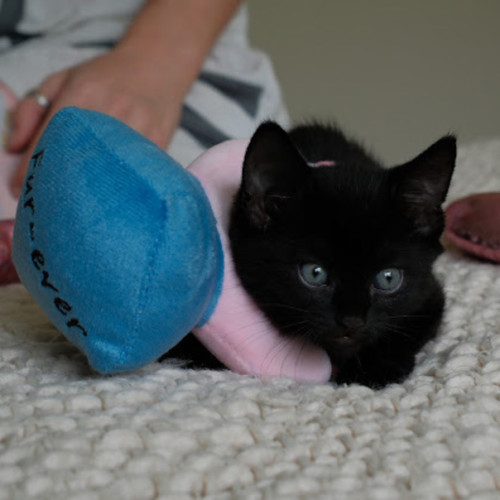 Tails & Little Tails