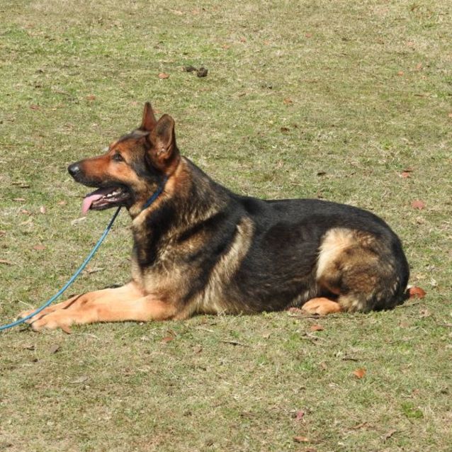 Photo of Zeus   3 Yr Old