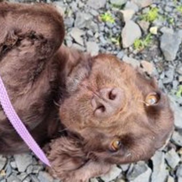Photo of Hazel
