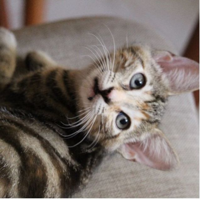 Photo of Polly  Female Kitten