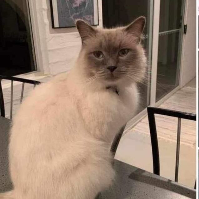 Photo of Buddy