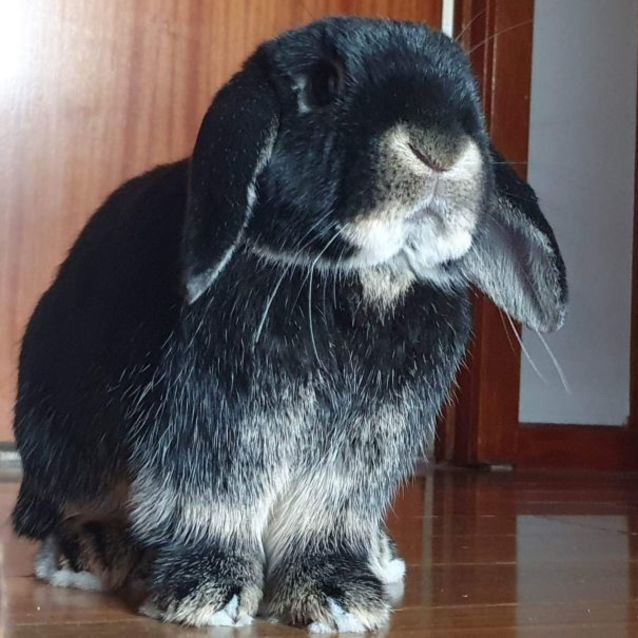 Photo of Mowgli (Located In Altona Meadows)