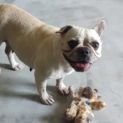 Photo of Cora