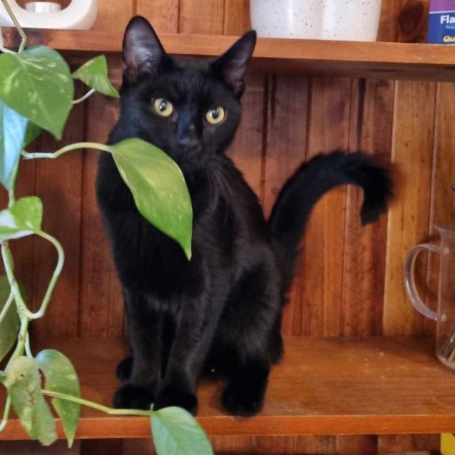 Photo of Arlo   Located In Preston