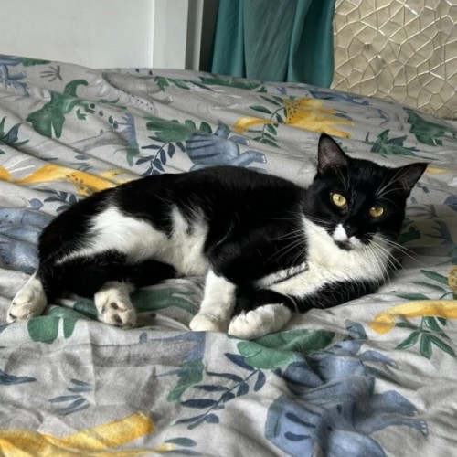 MJ * 9 Lives Project Rescue*