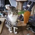 Photo of Dexter **2nd Chance Cat Rescue**