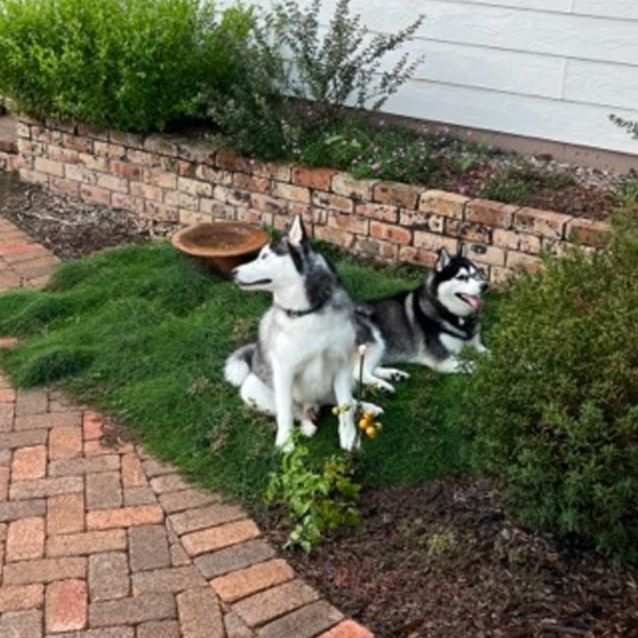 Photo of Hunter And Nala ❤️