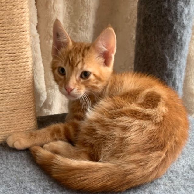 Photo of Oakley 🧡😻🐈🧡