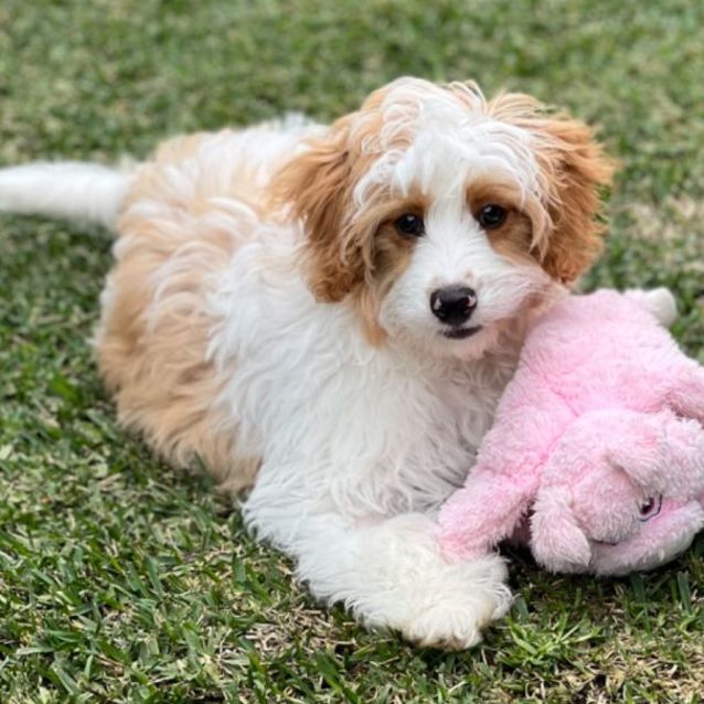 Photo of Clifford 🧸💙