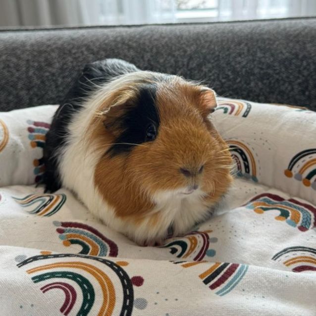 Photo of Henry (Located In Blackburn South)