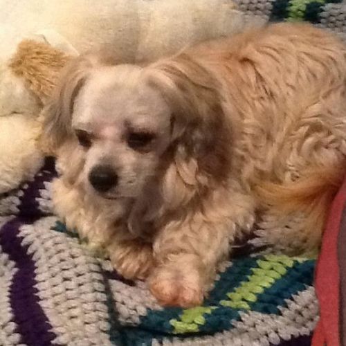 Benny (adoption pending)