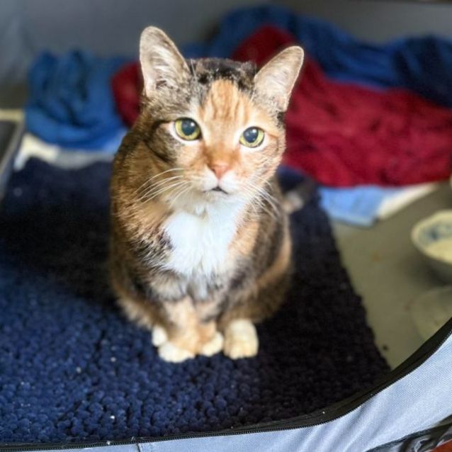 Photo of Cleo