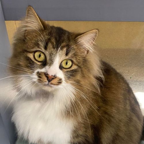 Gus - Located in Kew