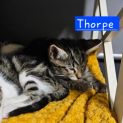 Photo of Thorpe ** 2nd Chance Cat Rescue**