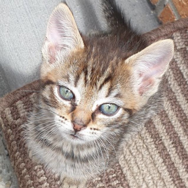 Photo of Pawvarotti   Meet Me Saturday @Neko Hq, Preston