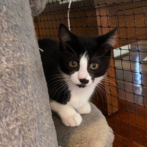 2nd Chance Cat Rescue PetRescue