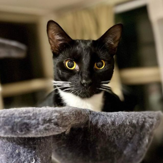 Photo of Magpie And Tiga 