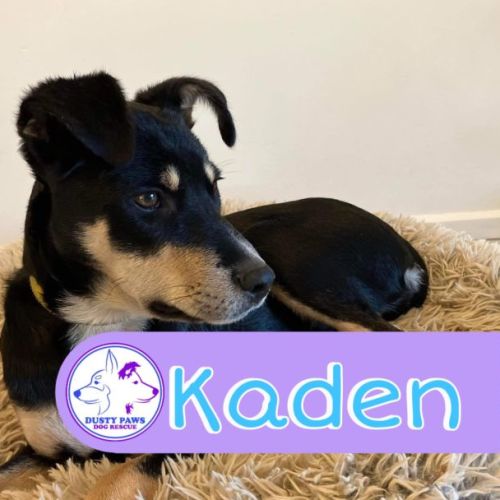 Kaden