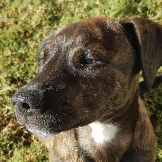 Photo of Vader