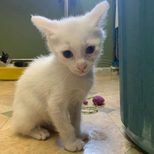 Photo of Chowder
