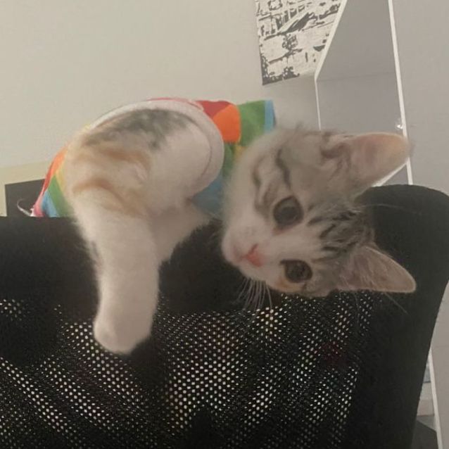 Photo of Waffle