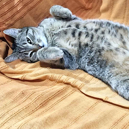 Lola