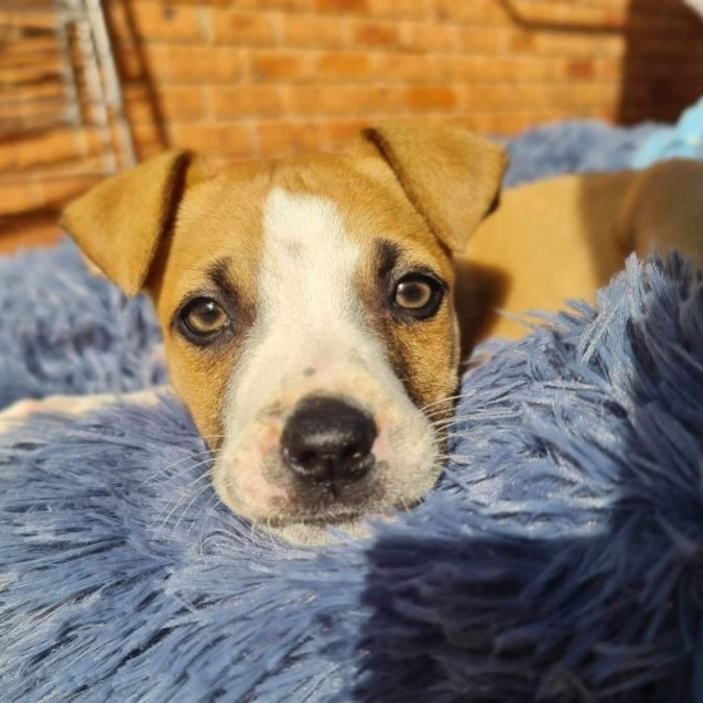 Photo of Roger 🐕🧡