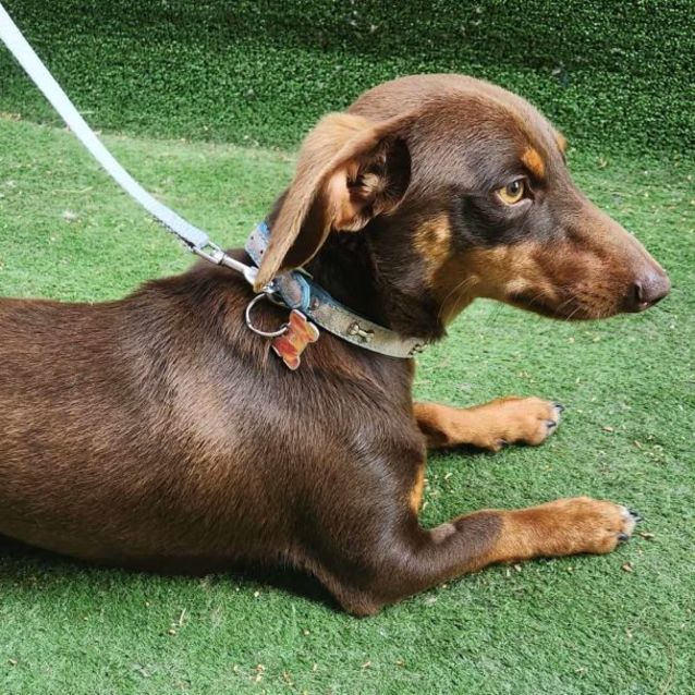 Photo of Rusty