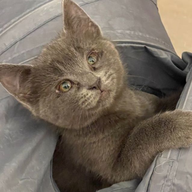 Photo of Moustacheio