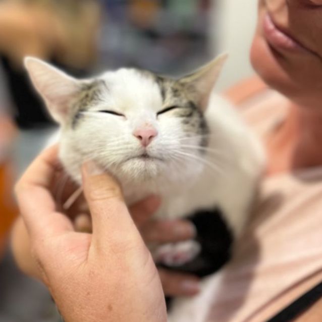 Photo of 🌺 Tigerlily 🌺